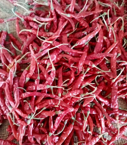 2043 Byadgi Red Chilli