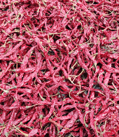 5531 byadgi sygenta red chillis