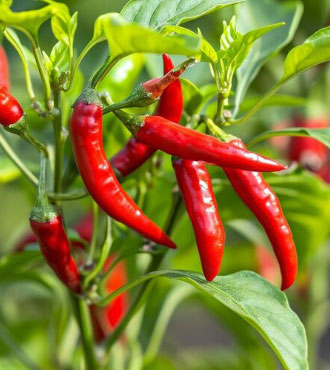 Royal India Spices export quality chillis