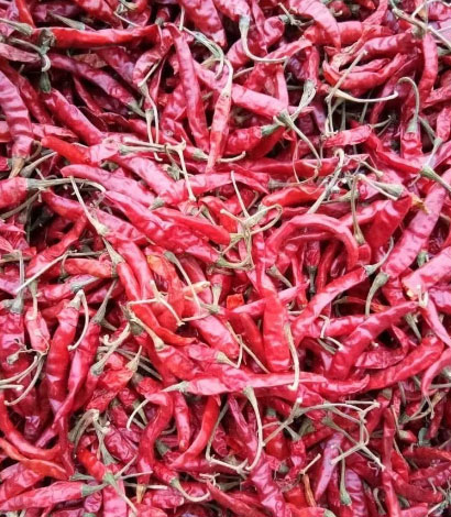 arumr-guntur-red-chillis