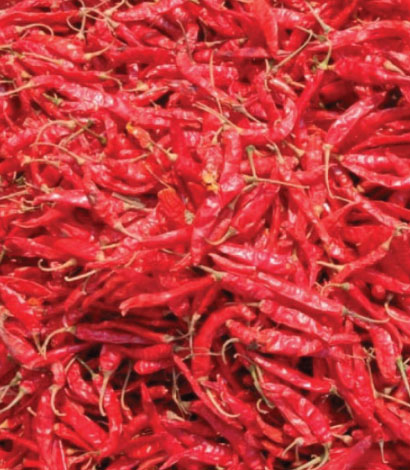 guntur-dd-red-chillis