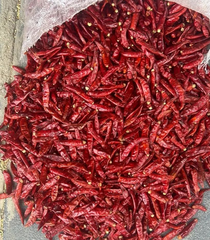 romi-26-guntur-red-chillis